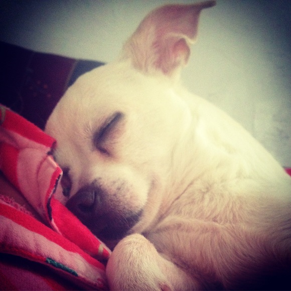 Counting sheep? 🐑 - Picture 2 of 11